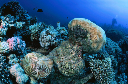 Over 70 per cent of coral reef colonies at the new Aqaba Port were moved to the marine park under a project to preserve the coastal city’s iconic coral habitat (Photo courtesy of Aqaba Marine Park)